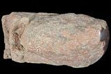 Polished Dinosaur Bone (Gembone) Section - Colorado #73019-1
